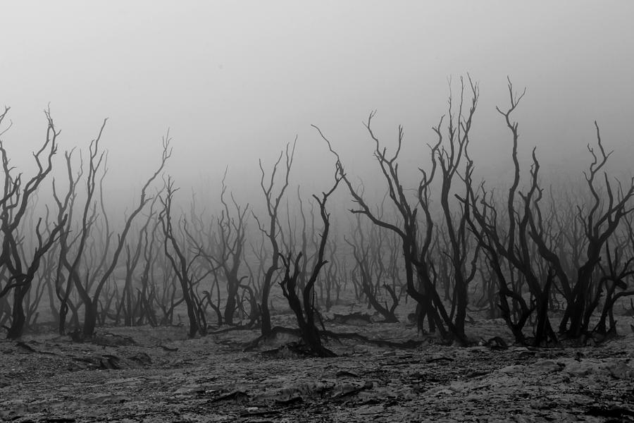 Misteri Kabut Pagi Aokigahara: Inspirasi Toner Alami yang Menyegarkan dan Memulihkan Kulit