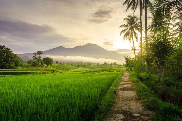 Rahasia Keajaiban Embun Gaharu Pagi: Skincare Alami untuk Kulit Sehat dan Bercahaya